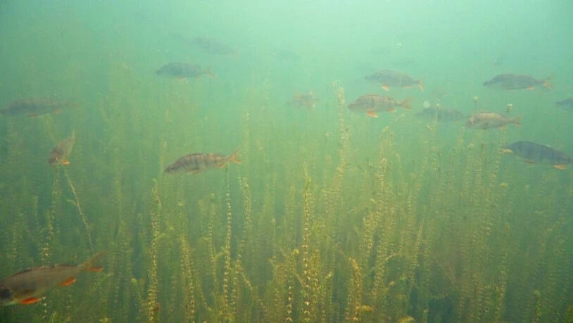 Der Seegrund ist fast vollständig bedeckt mit einem Bestand der Nuttalls Wasserpest, der hier von einem Schwarm Egli durchschwommen wird.