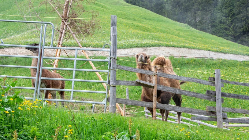 Viel Platz draussen: Die Kamele und Lamas haben neben einem überdachten Stall auch einen grosszügigen Aussenbereich.