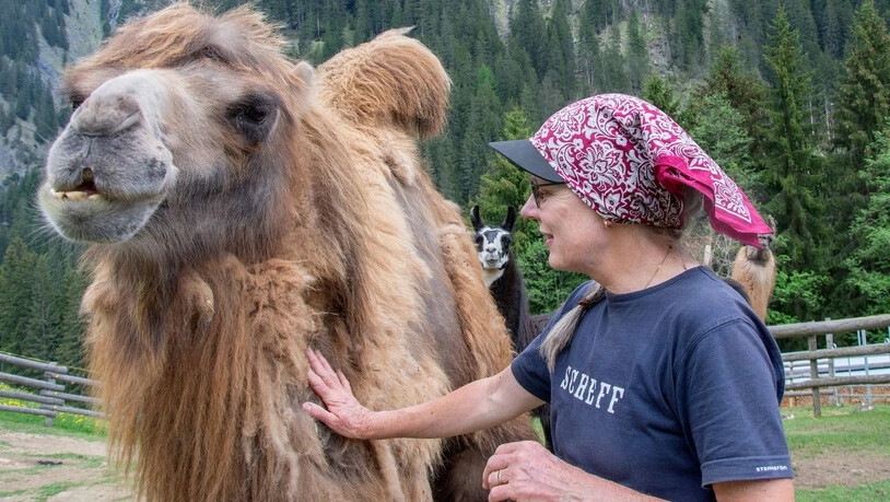 Innige Verbindung: Die beiden Trampeltiere Aladin (Bild) und Ivan sind sehr fixiert auf ihre Besitzerin Angelika Bandli.