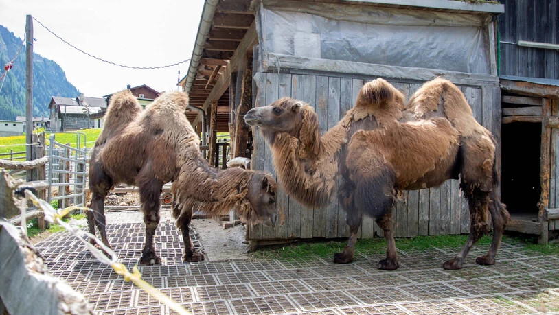 Zwei exotische Bewohner: Auf dem Hof von Angelika und Erwin Bandli in Safien Platz sind die beiden Trampeltiere Aladin (links) und Ivan zu Hause.