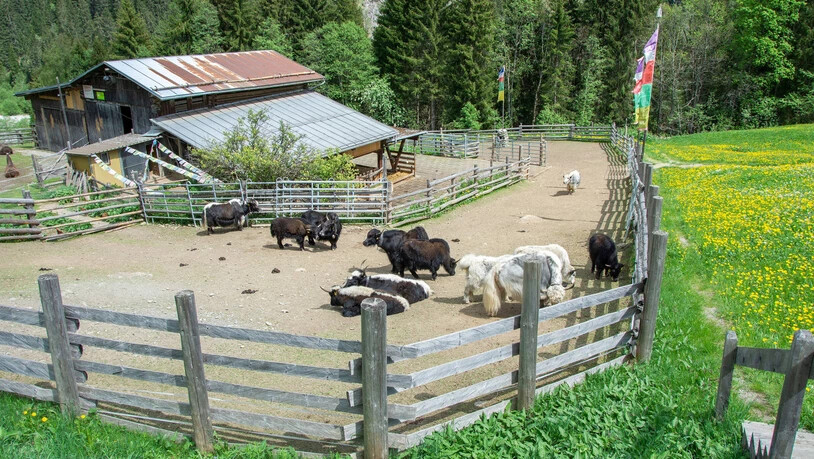 Ein bunt gemischter Haufen: Auf dem Gädemli-Hof am Dorfeingang von Safien Platz findet man neben Kamelen auch  Lamas, Hühner und Yaks.