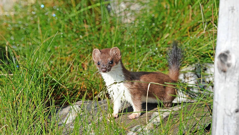 Ein Glücksfund: Hermeline sind zwar Jäger, aber auch Gejagte. Sie sind darum immer auf Deckung bedacht. Ein Hermelin so zu sehen, ist deshalb nicht ganz einfach. 