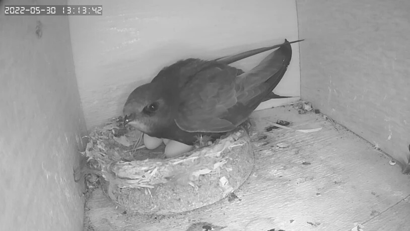 Drei Eier: In diesem Nistkasten dürfte bald Nachwuchs schlüpfen.