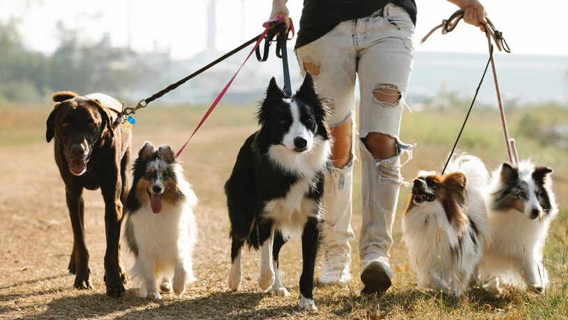 Zur Sicherheit: Während einer Alpauffahrt sollte man den eigenen Hund an die Leine nehmen.