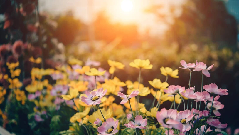Bezaubernd: Gartenfreunde können im Rahmen der Aktion «Offener Garten» Blumen- und Obstgärten von fremden Personen besuchen.