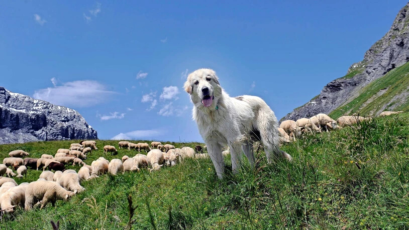 Nah bei den Schafen: ein Herdenschutzhund bei der Arbeit auf der Alp Mer. 