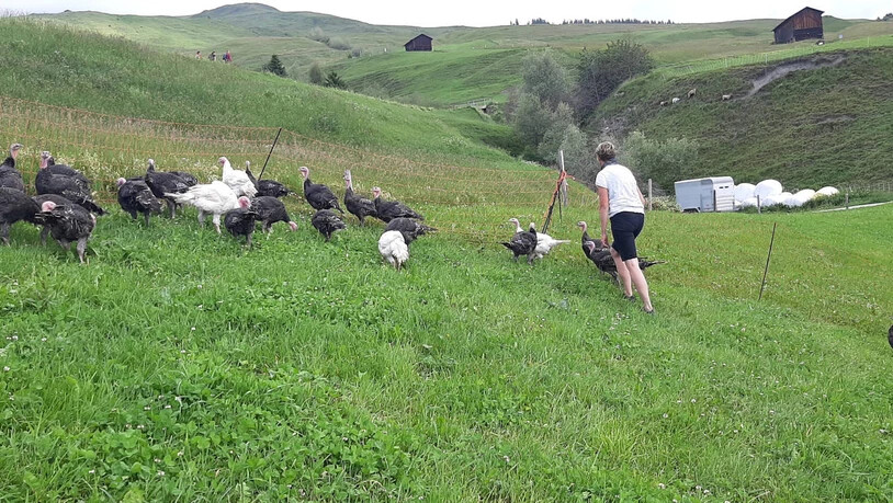 Viel Grün: Die Truthähne haben jeden Tag Zugang zu einer Wiese.