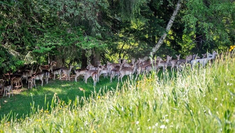 Verstecken sich gerne: Damhirsche gehen Menschen aus dem Weg.