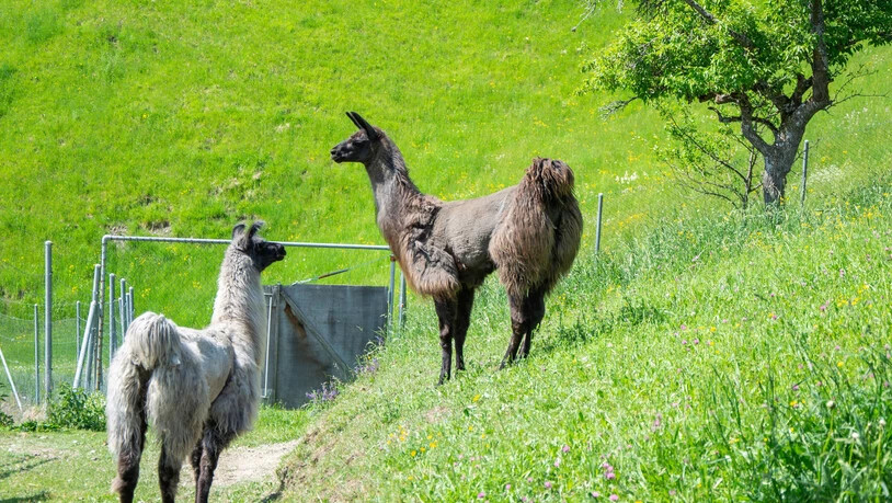 Weitere Bewohner: Familie Jehli besitzt zudem zwei Lamas.