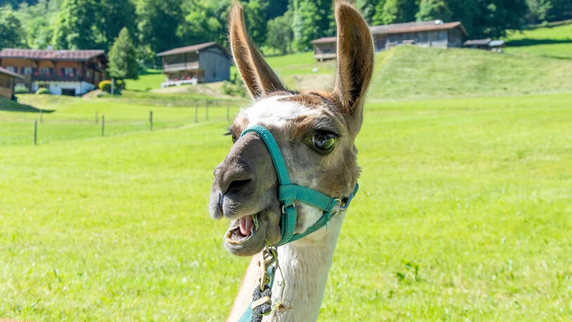 Wirkt zufrieden: Die Lamas gehen gerne spazieren.
