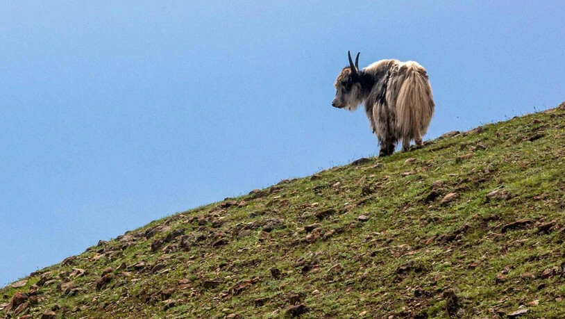 Erkrankung als Todesursache: Der Wolf hat mit dem Tod der Yaks nichts zu tun.