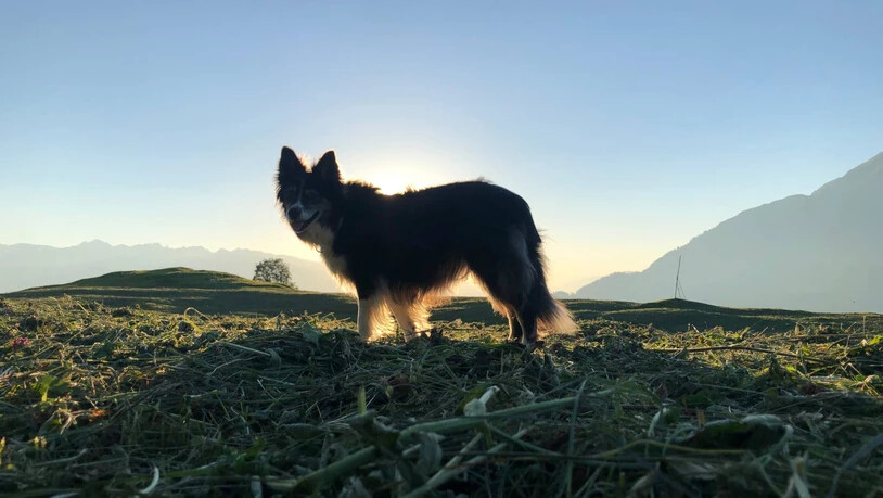 Herzig, aber zeitintensiv: Ein Hund sollte stets gefordert und bewegt werden. Allerdings wird dies für viele Herrchen und Frauchen nach der Pandemie zu viel.