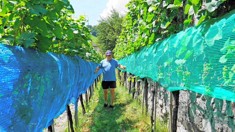 Nicht jedes Netz ist gleich: Die blauen Netze sollen die Vögel vom Fressen abhalten, die grünen den Wespen Schlupflöcher vergällen. 