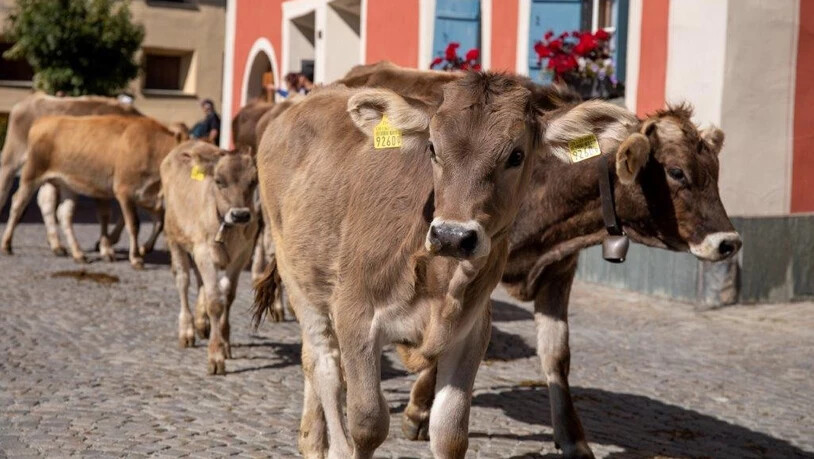 Ankunft: Die Tiere kehren nach einem Sommer auf der Alp zurück ins Tal.