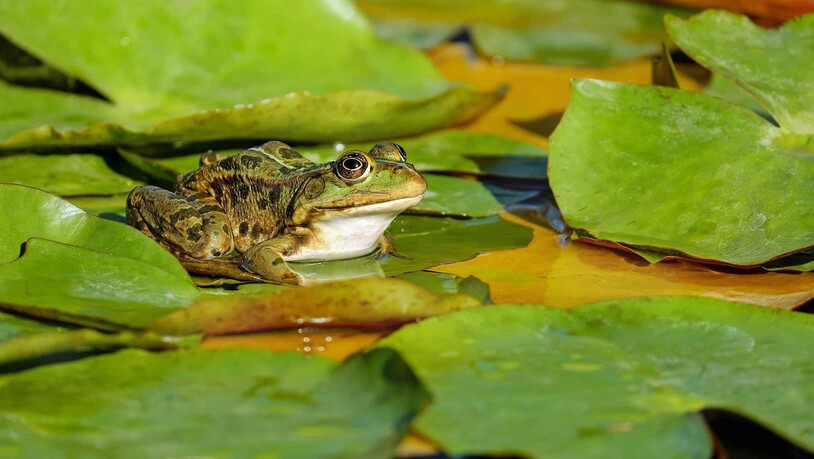 Weiher sind wichtig: Amphibien sind darauf angewiesen, dass sie es von Gewässer zu Gewässer nicht allzu weit haben.