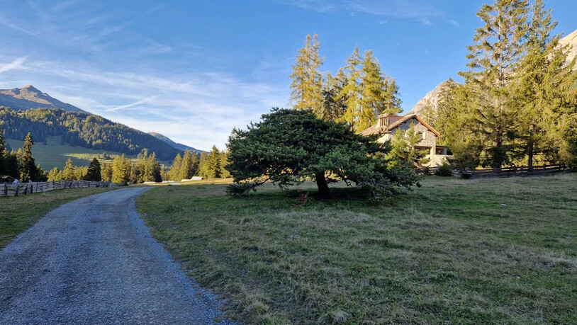 Einiges zu sehen: Unterwegs können verschiedene Naturbesonderheiten beobachtet werden, etwa ein verformter Baum ganz zu Beginn.