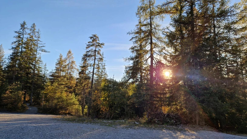 Romantische Stimmung: Einzelne Sonnenstrahlen fallen durch die Bäume und sorgen für eine zauberhafte Kulisse.