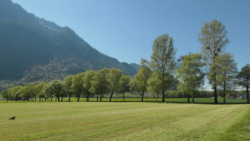 Viele Vorteile: Alleen wie diese in Bilten spenden Menschen beim Spazieren und Velofahren Schatten. Die Bäume bremsen aber auch den Wind und verhindern den Abtrag des Bodens.