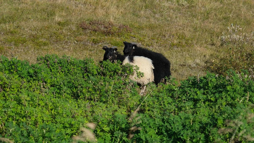 Sie sind überall: Tausende Schafe grasen in den weiten Feldern von Island.