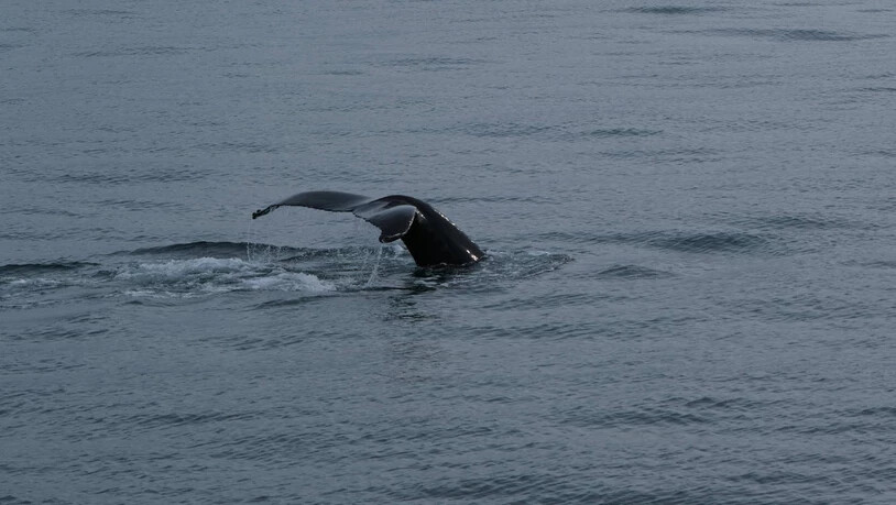 Seltene Erscheinung: Die Schwanzflosse eines 12 bis 15 Meter langen Buckelwals ist fotografisch festgehalten.