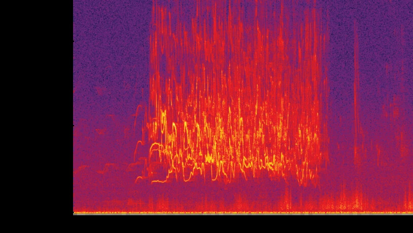 Könnte Kunst sein: Auf dem Bild sind Tonfrequenzen erkennbar, die vom heulenden Kärpfrudel von sich gegeben und vom Smart Mic aufgezeichnet wurden.
