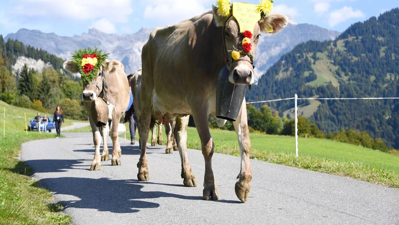 Prachtvoll: Die Kühe sind für den Alpabzug geschmückt.