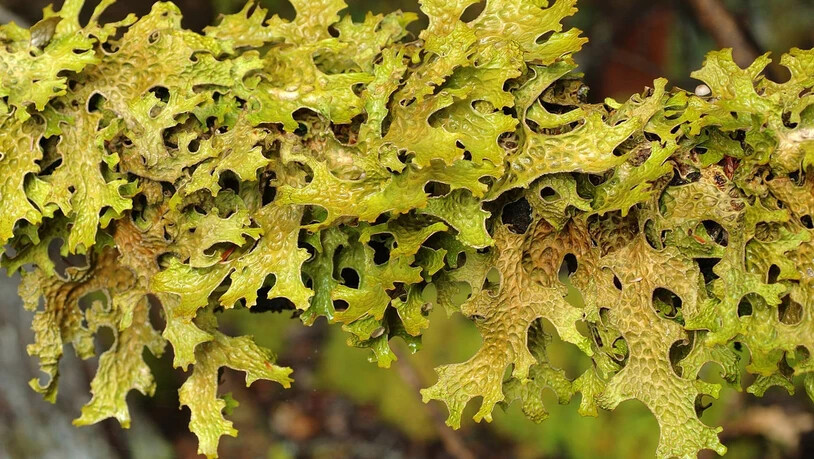 Sie gedeiht auf alten Laubbäumen: Den Namen verdankt die Echte Lungenflechte (