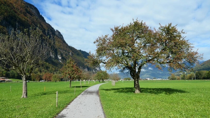 In Netstal säumen Obstbäume den Fuss- und Veloweg nach Näfels. Heute werden Hochstämmer so gepflanzt, dass sie die maschinelle Bewirtschaftung des Kulturlands nicht behindern.