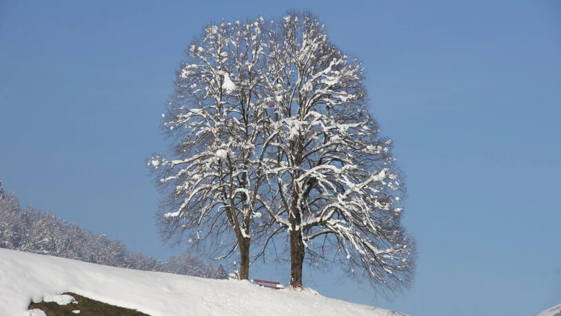 Prachtvoll: Feldbäume bereichern die Landschaft zu jeder Jahreszeit.