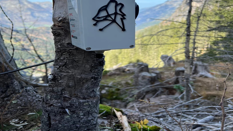 Ein Mikrofon der anderen Art: Diese kleine Box mit angebrachtem Tonaufnahmegerät soll mittels künstlicher Intelligenz Wölfe und andere Tiere orten. 