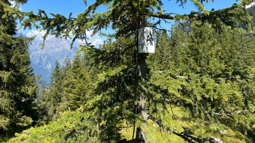 Drei Meter über dem Boden: Das Smart Mic vom Unternehmen Synature wird an einem Baum angebracht. Von dort aus nimmt es nächtliche Geräusche auf. 