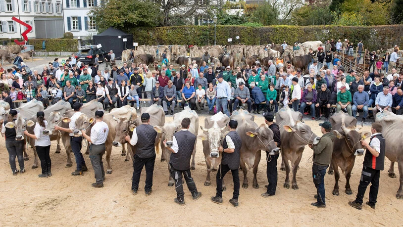 Schöne Tiere vor einer imposanten Kulisse: Die Glarner Züchterinnen und Züchter wetteifern mit ihren Rindern, Ziegen und Schafen an der Herbstviehschau auf dem Zaunplatz in Glarus um die Titel.