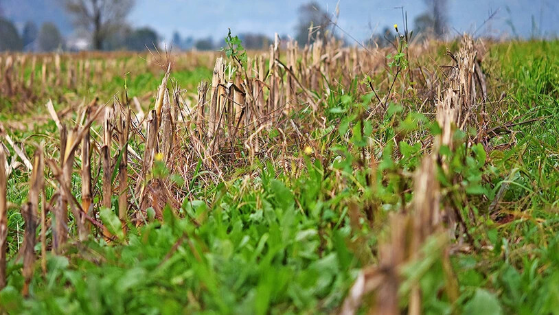 Hier darf im nächsten Jahr kein Mais wachsen: Auf einem abgeernteten Maisfeld bei Bilten ragen noch die Stoppeln aus dem Boden.