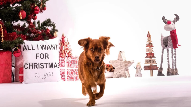 Gehört nicht unter den Tannnenbaum: Tiere dürfen schon von Gesetzes wegen nicht wie materielle Überraschungen verschenkt werden. 