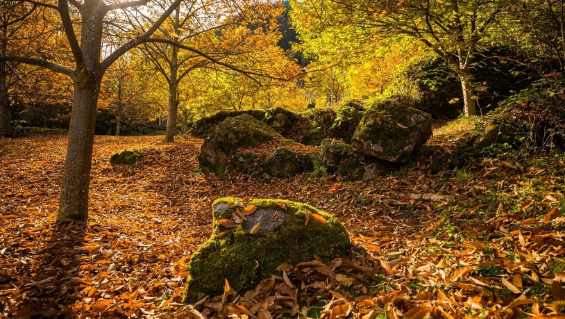 November: Sobald die Berggipfel vom ersten Schnee des nahenden Winters angezuckert sind, locken herbstliche Wanderungen und Spaziergänge ins Tal.
