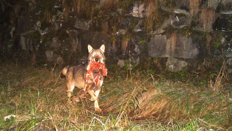 Vom Kanton erlegt: M92, der Leitwolf des Beverinrudels hier mit einem erbeuteten Reh, ist von der Wildhut erlegt worden.