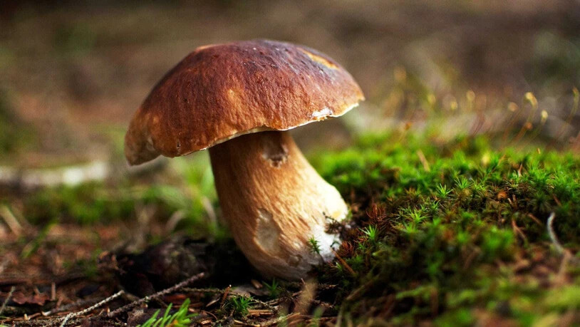 Unbedenklich: Bei einer Pilzprobe wurden 80 Becquerel nachgewiesen. Das ist laut dem Amt für Lebensmittelsicherheit von Glarus und Graubünden unbedenklich. Der Grenzwert liegt bei 600 Becquerel.