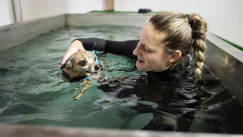 Therapie: Der sechsjährige Hund Bobo ist oft muskulär verspannt.