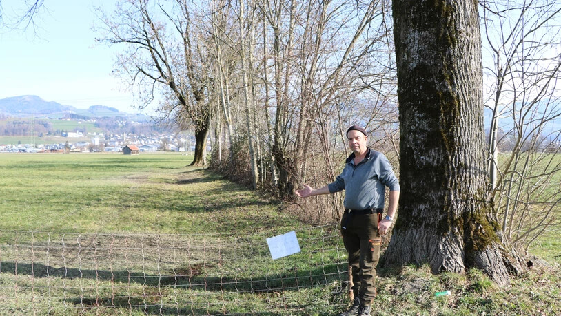 Schafhalter Anton Kühne zeigt, wo der Hund zwei der Schafe angegriffen hat.