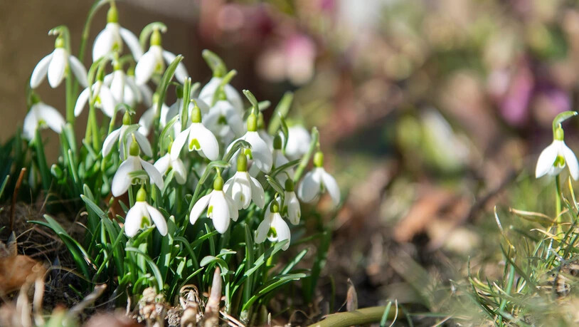 Blühende Flora: Aktuell gedeihen die Pflanzen und die Pollen fliegen.