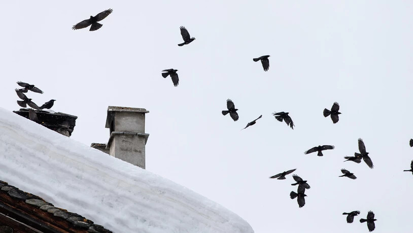 Füttern oder nicht? In strengen Wintern mit viel Schnee kommen die Bergdohlenschwärme häufiger in Siedlungsgebiete, um Nahrung zu suchen.