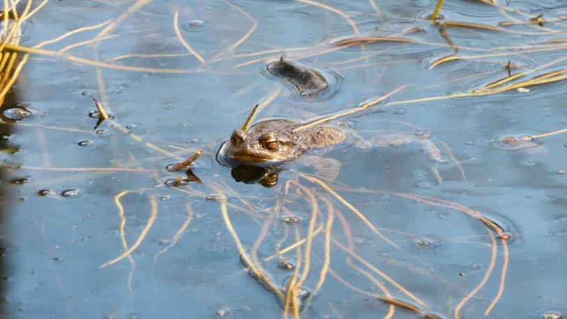 Dynamisches Frühlingstreiben am Chli Gäsitschachen: Die Erdkröte erwacht aus der Winterruhe.