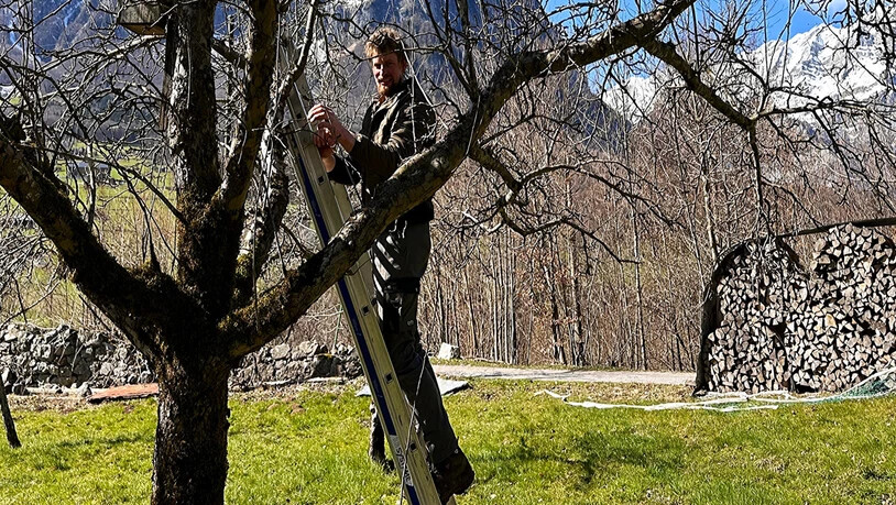 Baumschnitt: Hannes Hefti weiss, wo er die Schere ansetzen muss.