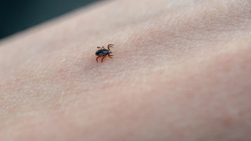 Klein, aber gefährlich: Zecken können schwerwiegende Krankheiten übertragen.