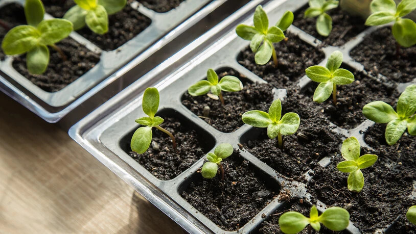 Nicht zu früh ins Freie lassen: Die kleinen Pflanzen aus der Anzucht dürfen erst in den Gartenboden, wenn die Frostgefahr vorbei ist. 