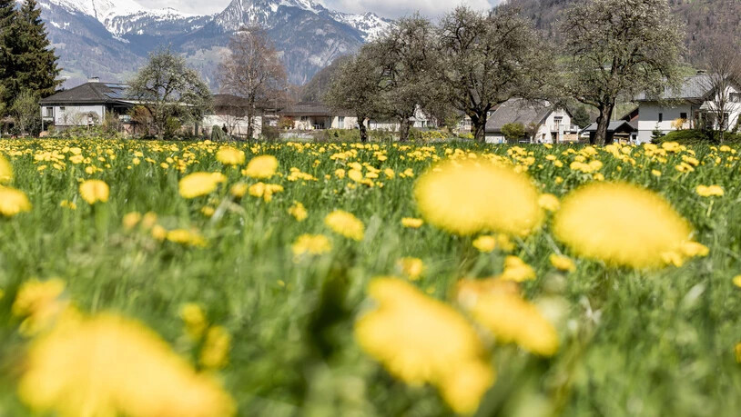 Überall Gelb: Es ist zwar eine Monokultur, aber eine die gut aussieht. 