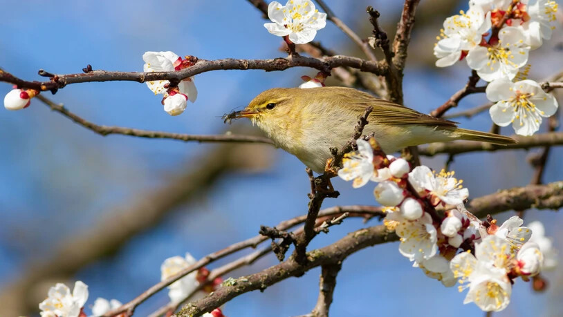 Insekten als Futter: Viele Vögel, wie hier ein Zilpzalp, sind auf Insekten als Nahrungsquelle angewiesen.