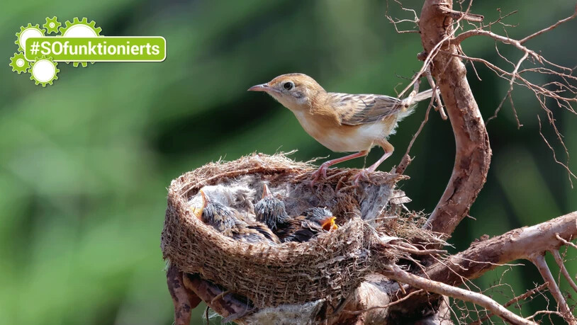 Noch behütet: Diese Jungvögel geniessen den Schutz des Nestes – dies kann sich aber schnell ändern.