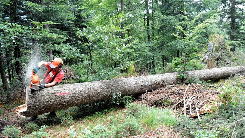 Forstwart bei der Arbeit: Vor allem weil grosse Wärmeverbunde mit Holz heizen, steigt die Nachfrage nach einheimischen Holz aus dem Glarnerland.