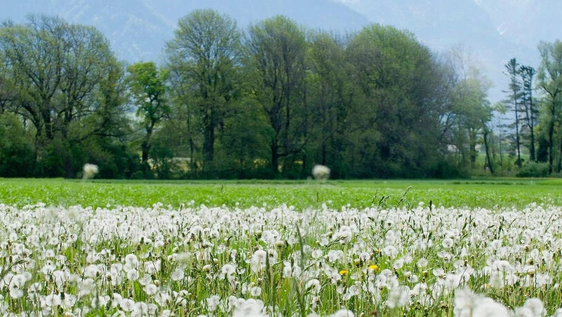 Sie fliegen wieder: Pollen und Gräser haben zum Leidwesen vieler Allergiker, Hochsaison.